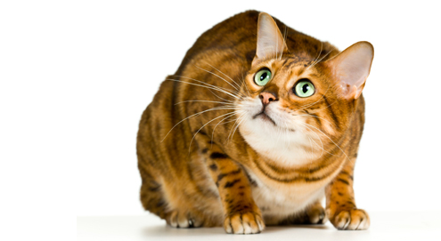 Stress bij katten: oorzaken en gevolgen