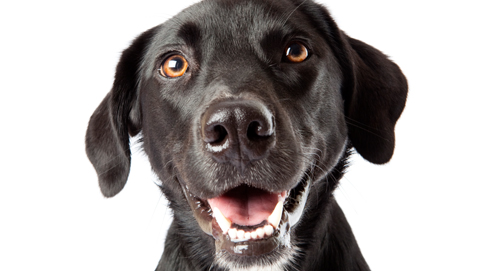 Das Hundegebiss & die richtige Zahnpflege