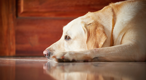 Trennungsängste bei Hunden