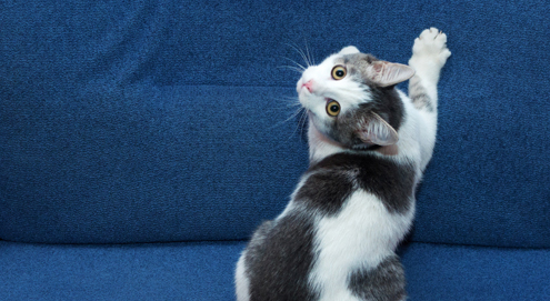 Unerwünschtes Kratzverhalten: Hilfe, meine Katze kratzt an Möbeln, Tapeten oder Teppichen