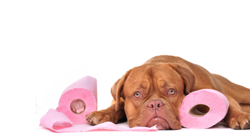 Verdauungsstörungen beim Hund