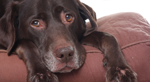 Voorhuidontsteking en -reiniging bij de hond