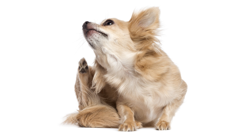 Zecken bei Hunden und Katzen