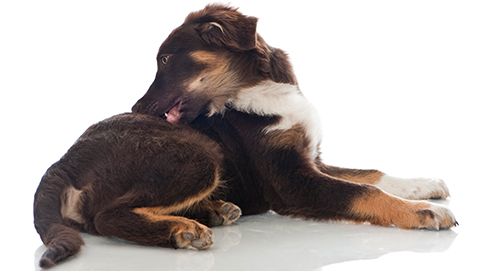 Zit uw hond lekker in zijn vel?