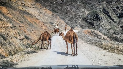 cămile pe drum - călătorie în Oman