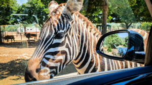 Zoosafari gradina zoologica Fasano Bari Puglia