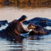 Botswana - ghid de călătorie și itinerariu