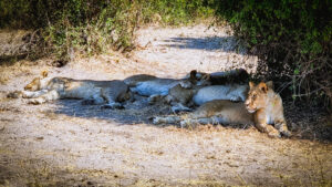 Itinerariu - Botswana