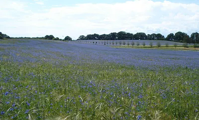 Kornwiese bei Stagnieß