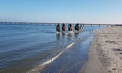 von Nov. bis März ist das reiten am Strand möglich, Reiterhof 3 Minuten von unserer Wohnung entfernt