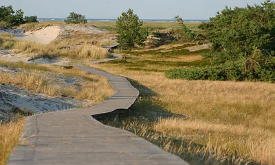Rundwanderweg in der Dünenlandschaft am Darßer Ort