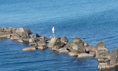 Natur pur an der Seebrücke