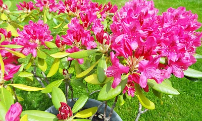 Blumen auf der Liegewiese