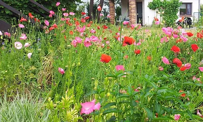 Blick durch den Garten