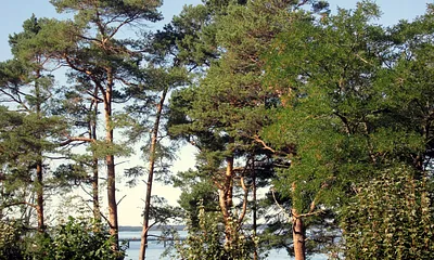 ... in Richtung Binzer Seebrücke ...