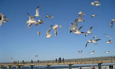 Seebrücke im Winter