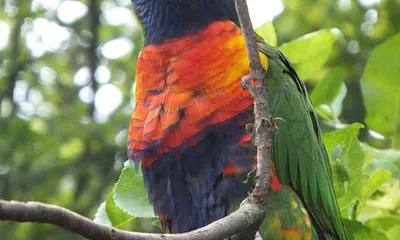 Ausflugsziel Vogelpark Marlow