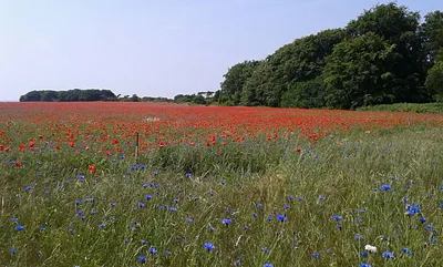 Natur in der Umgebung