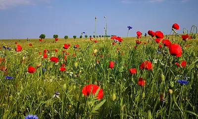 Inselvielfalt - Ostsee, Achterwasser, Landschaft,