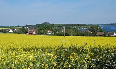 Rapsfeld bei Alt Reddevitz