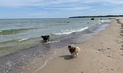 Hunde sind bei uns ebenfalls Willkommene Gäste!