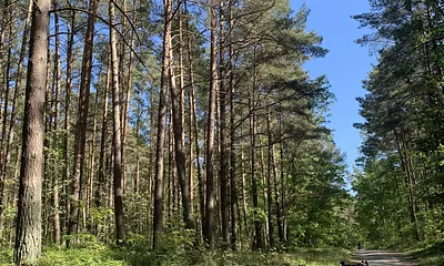 Wanderweg durch die Baaber Heide