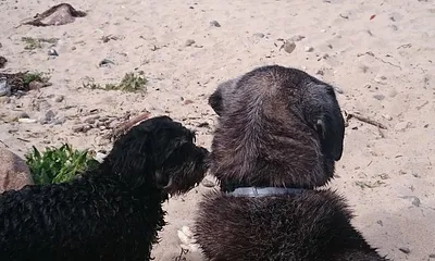 Ostsee...auch ein Hundeparadies