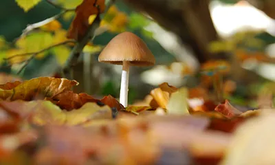 Pilz im Darßwald