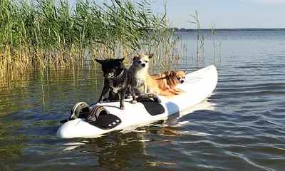 Piraten Fips, Frodo, Zorro auf Beute