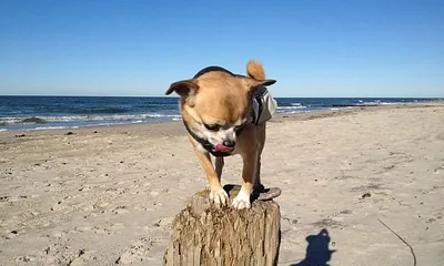 Pirat Frodo am Hundestrand 