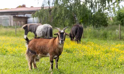 Die Ziege und zwei Ponys wohnen ebenfalls in der Alten Försterei.