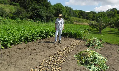 Selbstversorger Haus Klimek, Kartoffelernte