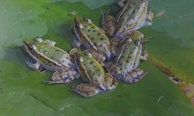 Frösche im Hofteich