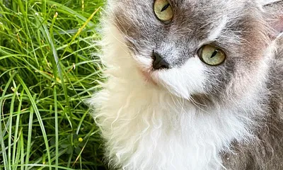 Knutschkugel 1 Wolly