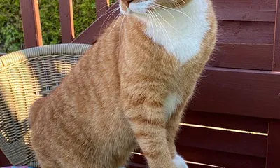 Knutschkugel 2 Herr Schröder