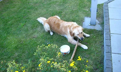 Gerne begerüßen wir in dieser Wohnung auch ihre vierbeiniges Familiemitglied