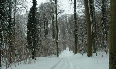 Küstenwald im Winter