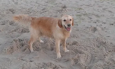 außerhalb der Saison am Strand auch ohne Leine oder am ganzjährig am Hundestrand (1,5km)