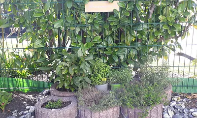 Kleiner Kräutergarten für Köxhe