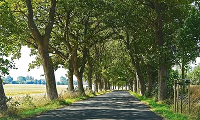 Die berühmten Alleen auf Rügen finden Sie auch dicht bei Binz