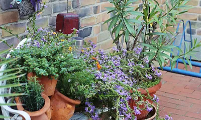 Blütenpracht im Sommer