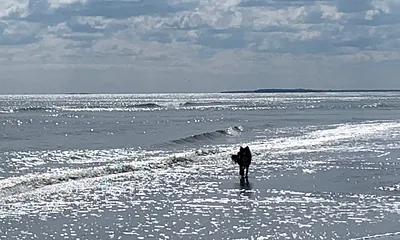 Hunde sind ebenfalls Willkommene Gäste!