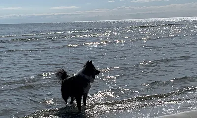 Hunde sind ebenfalls Willkommen!