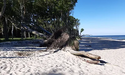 Windflüchter an der Abbruchkante