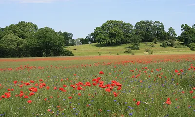 Mohnfeld in der Umgebung