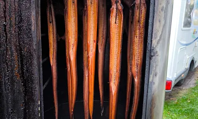 Fangfrisch in den Ofen 