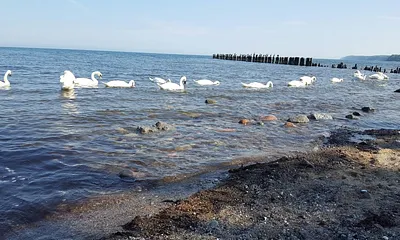 Schwäne an der Steilküste