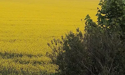 Blick übers Rapsfeld zum Achterwasser