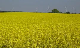 Wunderschön !!!! Rapsblüte im Klützer Winkel