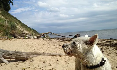 kleiner Hund in Apartment 1 erlaubt